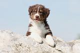 BERGER AUSTRALIEN PUPPIES 104